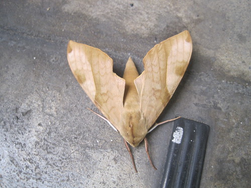 station japan sphinx hawk moth sphingidae dorsal unidentified tsuruga palebrown theretralatreillii