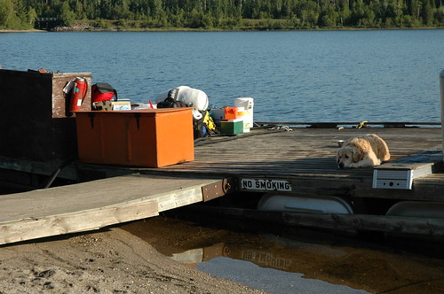 ontario dogs fishing shamrock peninsularlake aralodge