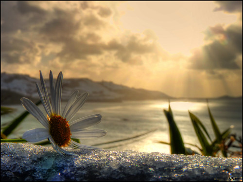 sea sun snow mountains flower reflection ice sunrise landscape golden big crystals view crystal web hills daisy rays rise beams pommedan