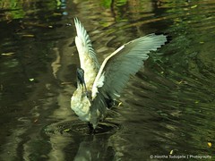 Sacred Ibis bathing in a pond