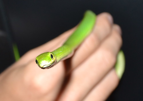 green hand snake