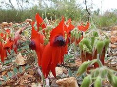 Fabaceae>Swainsona formosa Sturt's Desert Pea DSCF4355