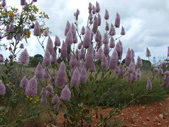 Amaranthaceae>Ptilotus exaltatus Purple Mulla Mulla DSCF4360