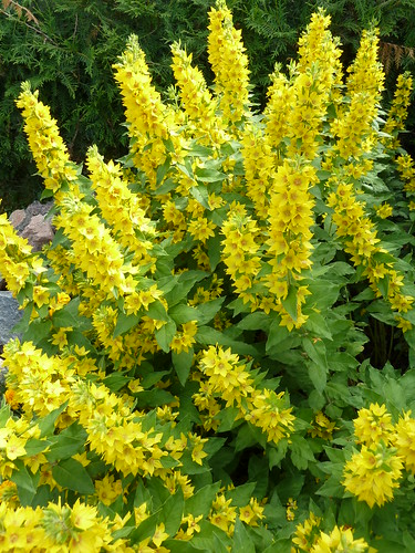 flowers plant nature yellow blossoms blooms lithuania lysimachia punctata goldfelberich coth