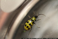 spotted yellow insect in a dusty glass 