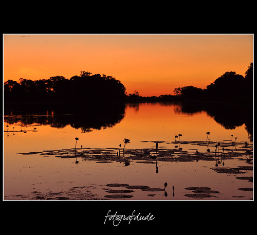 sunset nature birds silhouette reflections evening nikon glow natural dusk silence outback lillies billabong stillness pads d90 colorphotoaward fotografdude