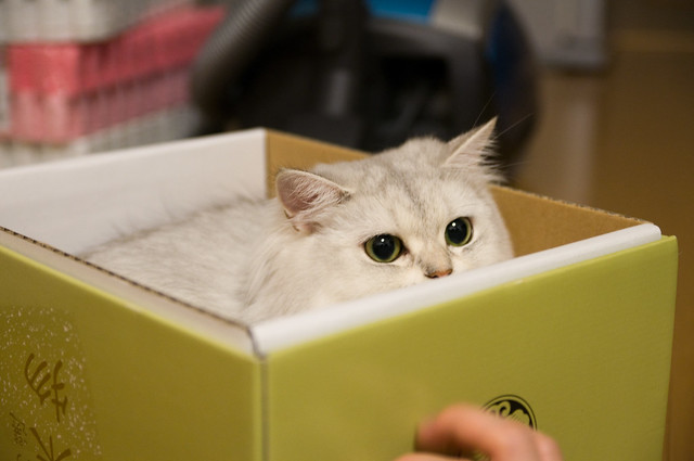 リリー in the box