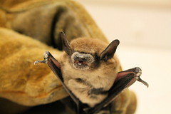 Bat - Rabies Positive
