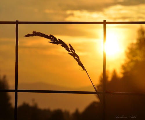 autumn grass sunrise fence amber nikon east wirefence hff northidaho d90 fenchfriday ~~fencefriday~~~