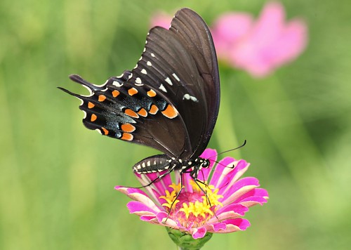 butterfly northcarolina picnik papilio spicebushswallowtail richmondcounty troilus papiliotroilus