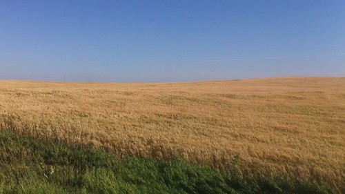 field wind grain