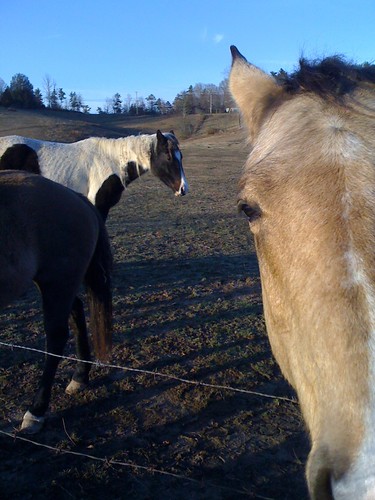 winter sunset horses horse rescue northcarolina