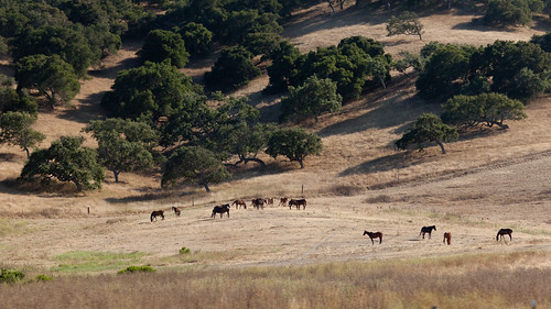 california usa nature us pferd baum fotography californien californiastateroute1 vereinigtestaaten strase ushighway ef85mmf12liiusm tiereinsekten