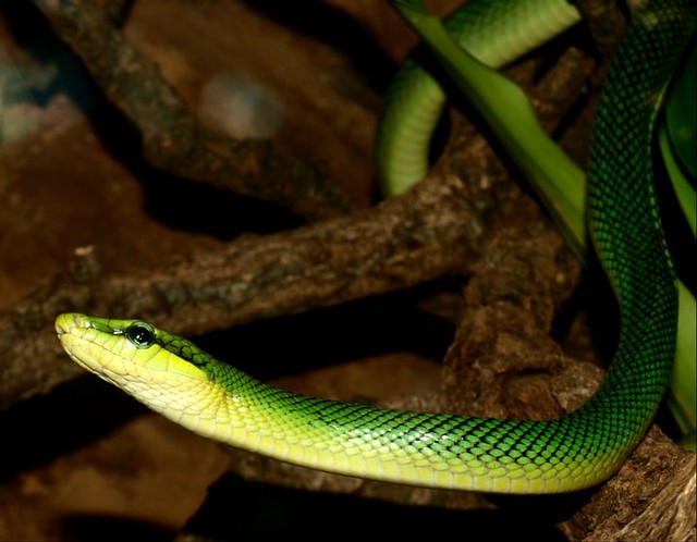 Green and yellow snake | Flickr - Photo Sharing!