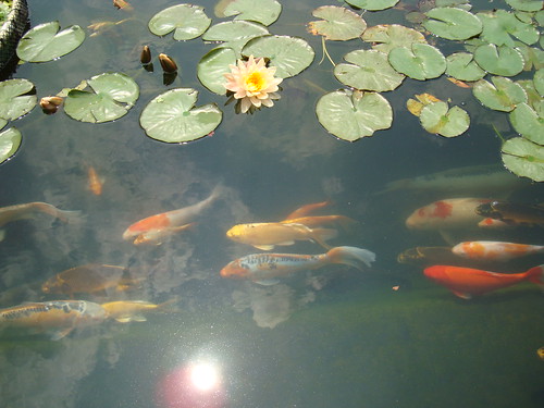 fish plant ny newyork flower water aquarium pond lily longisland riverhead koipond atlantismarineworld