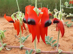 Fabaceae>Swainsona formosa Sturt's Desert Pea DSCF4366