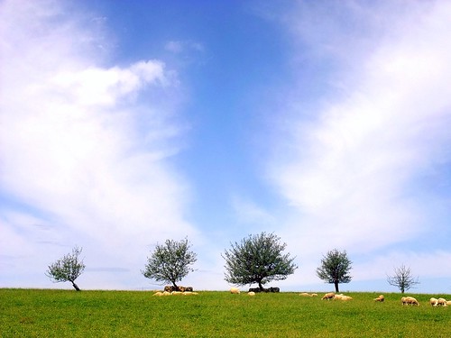 trees sky clouds germany bavaria sheep meadow bestevercompetitiongroup