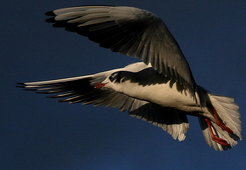 wildlife gull explore avian blackheadedgull wildbirds britishbirds birdphotos birdsofthebritishisles snapdecisions theworldofbirds birdsofbritonandeurope