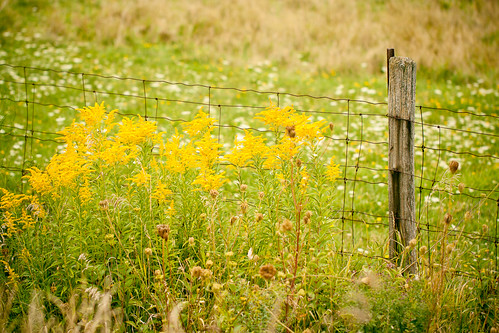 wood flowers yellow rural fence weeds post suki ff hff preset cararose fencefriday yellowflowersthatimsurewillturnouttobesomeinvasivespecies