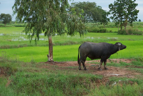 thailand buffalo villagelife