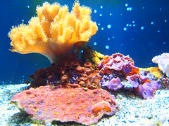 coral polyp