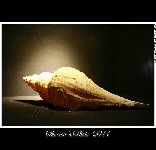 canoneos350d 文月 ef20mmf28usm 國立台灣文學館 生命在文學中流動 尋找創作現場特展 20110719 古老的貝殼 藏了一句話 創造歷史