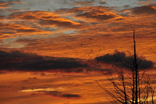 sunset ontario canada birds silhouette clouds peterborough