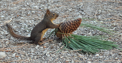 washington squirrel eating working pinecone soe leavenworth thousandtrails natureplus nikond90 peregrino27life leavenworththousandtrails nikkor18to200mmvrlens