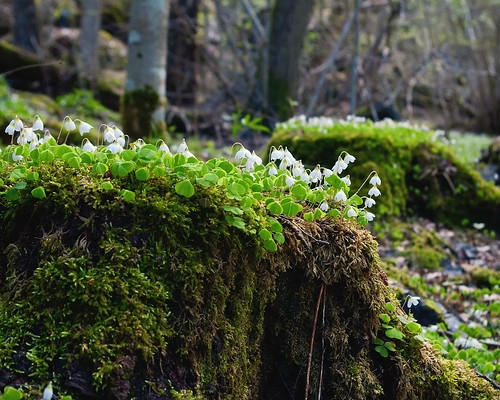 mountain berg forest moss skog blommor skogen möckeln skogsbild taxåsklint