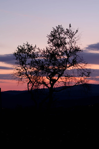 sunset sky silhouette tramonto firenze toscana 500mm ulivi sieci nikond5100