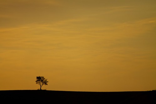 tree silhouette wisconsin rural sunrise farm hill ridge