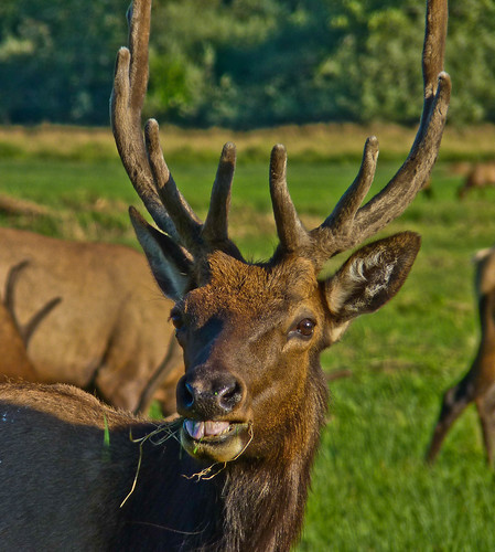oregon northwest wildlife elk douglascounty