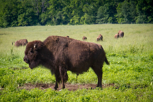 park usa animal buffalo walk kentucky union hike bovine bisonbisonbison bigbonelicksstatepark