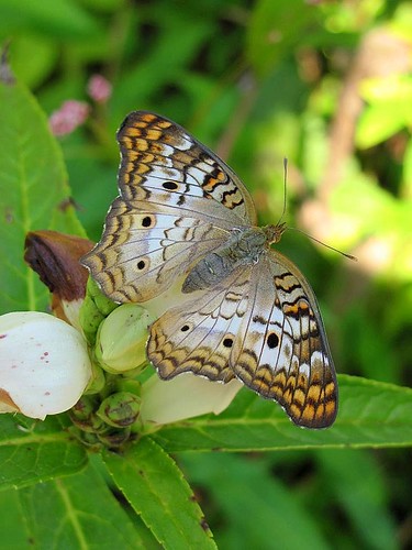 light flower nature beauty leaves animal butterfly insect spread design virginia wings pattern danville rest buds delicate alight butterflyhouse whitepeacock danvillesciencecenter