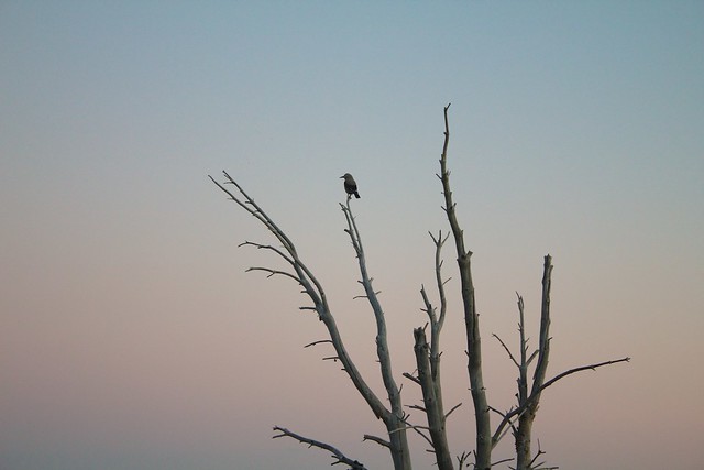 Bird on Old Tree