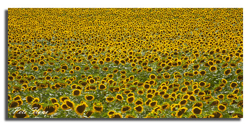 yellow meadow dordogne sunflowers canoneos5d