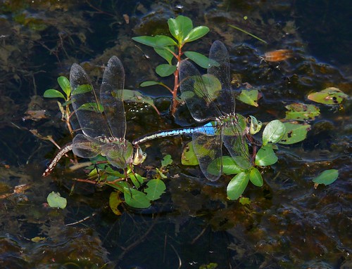 oklahoma dragonfly odonata commongreendarner anaxjunius aeschnidae kaycounty poncacitylakes