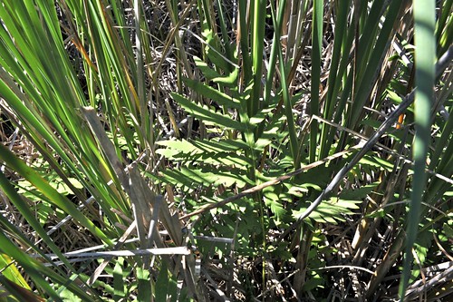 volunteers erosion phragmites invasives americorps nativeplants lincolnmarsh dowiepics huronpines lincolnmi