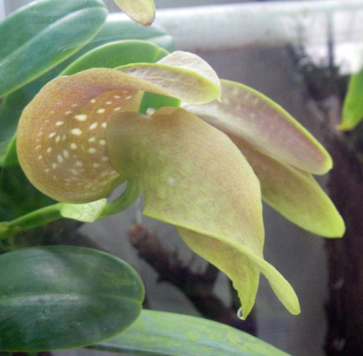 Bulbophyllum grandiflorum 6095881888_6fc05eb7d9_o