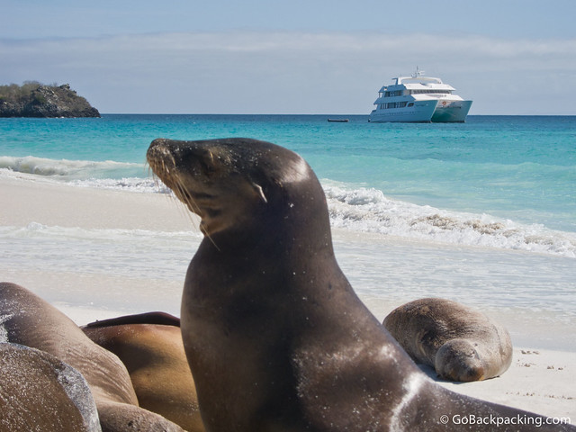 Sea lions in the Galapagos