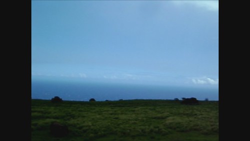 ocean trees sky horse green hawaii cow driving cows pacific bluewater bluesky pacificocean bigisland sunnyday greenlandscape