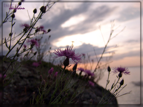 pink usa seascape sunrise landscape photography purple outdoor michigan shoreline wildflower lakesuperior copperharbor keweenawpeninsula gitchegumee darylann spottenknapweed