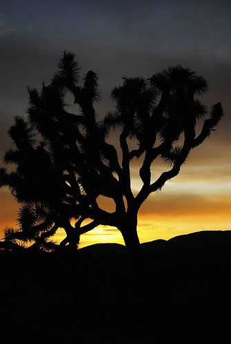 california park sunset tree nikon joshua national d3000