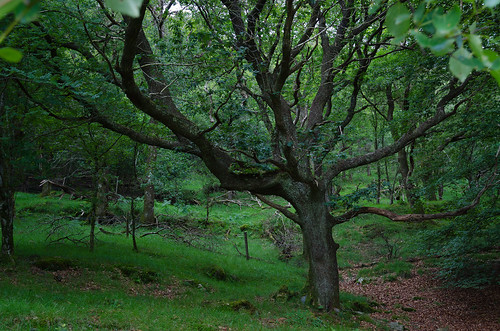 county ireland irish tree green forest landscape woods nikon europe atlantic glendalough wicklow thegardenofireland d5100 raulvillalon