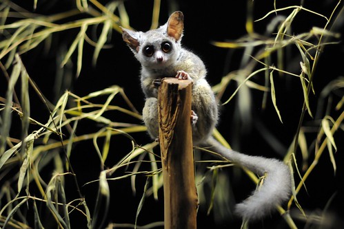 bushbaby grabs a stick and surveys its cage with big eyes and floppy ears. Is this the only kind of photo we can find of bushbabies?!