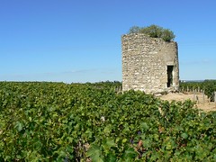 Wine grapes of the Medoc (France 2011)