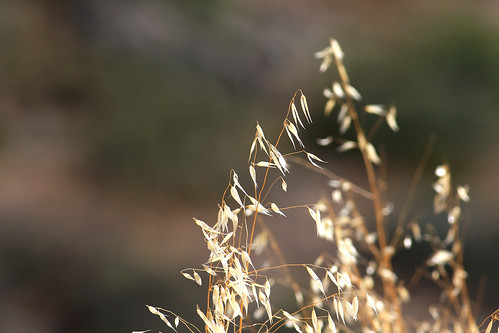 arizona brown nature composition beige weeds dof tan pale depthoffield highdesert delicate arcosanti notamacro 400mmlens canon40d