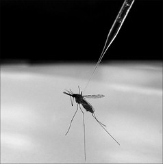 科學家正往蚊子體內注射，以研究瘧疾傳播。（圖：NIAID）