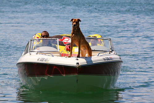 pets lake mountains dogs water landscape virginia boat outdoor speedboat boating waterscape smithmountainlake smithmountain