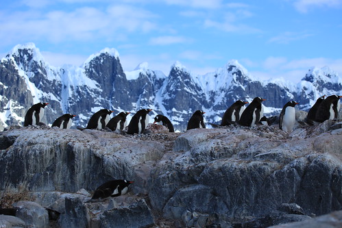 wild mountains penguins gentoo wildlife antarctica chicks portlockroy pygoscelispapua gentoopenguins jouglapoint penguinchicks wienckeisland gentoopenguinchicks palmerarchipelago
